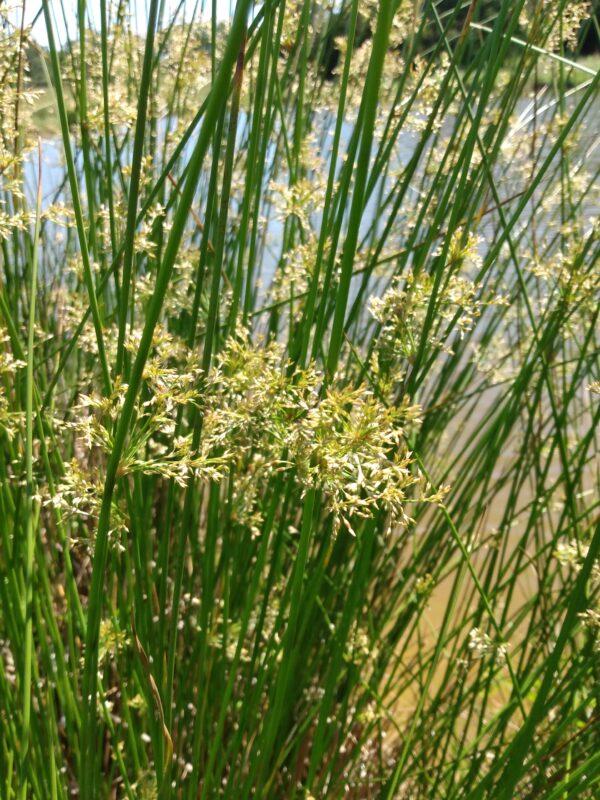 Grass, Juncus Effusus - View 35 from www redcrocus com