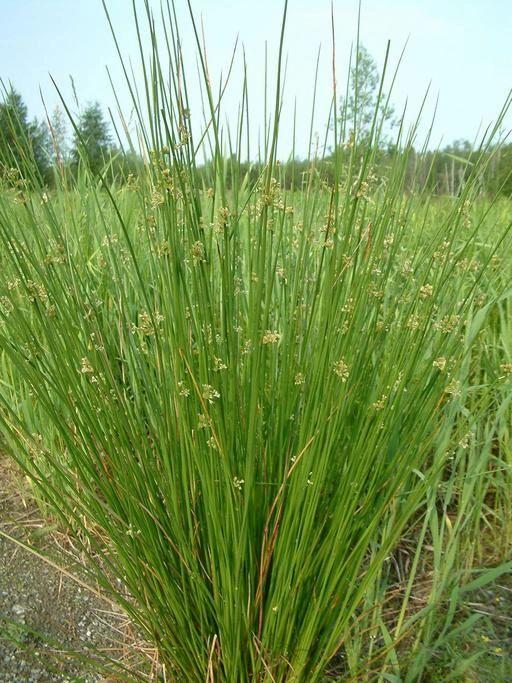 Grass, Juncus Effusus - View 3 from www redcrocus com