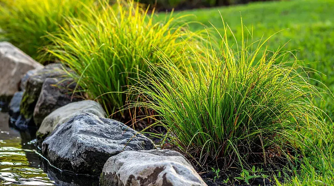 Grass, Juncus Effusus - View 4 from www redcrocus com