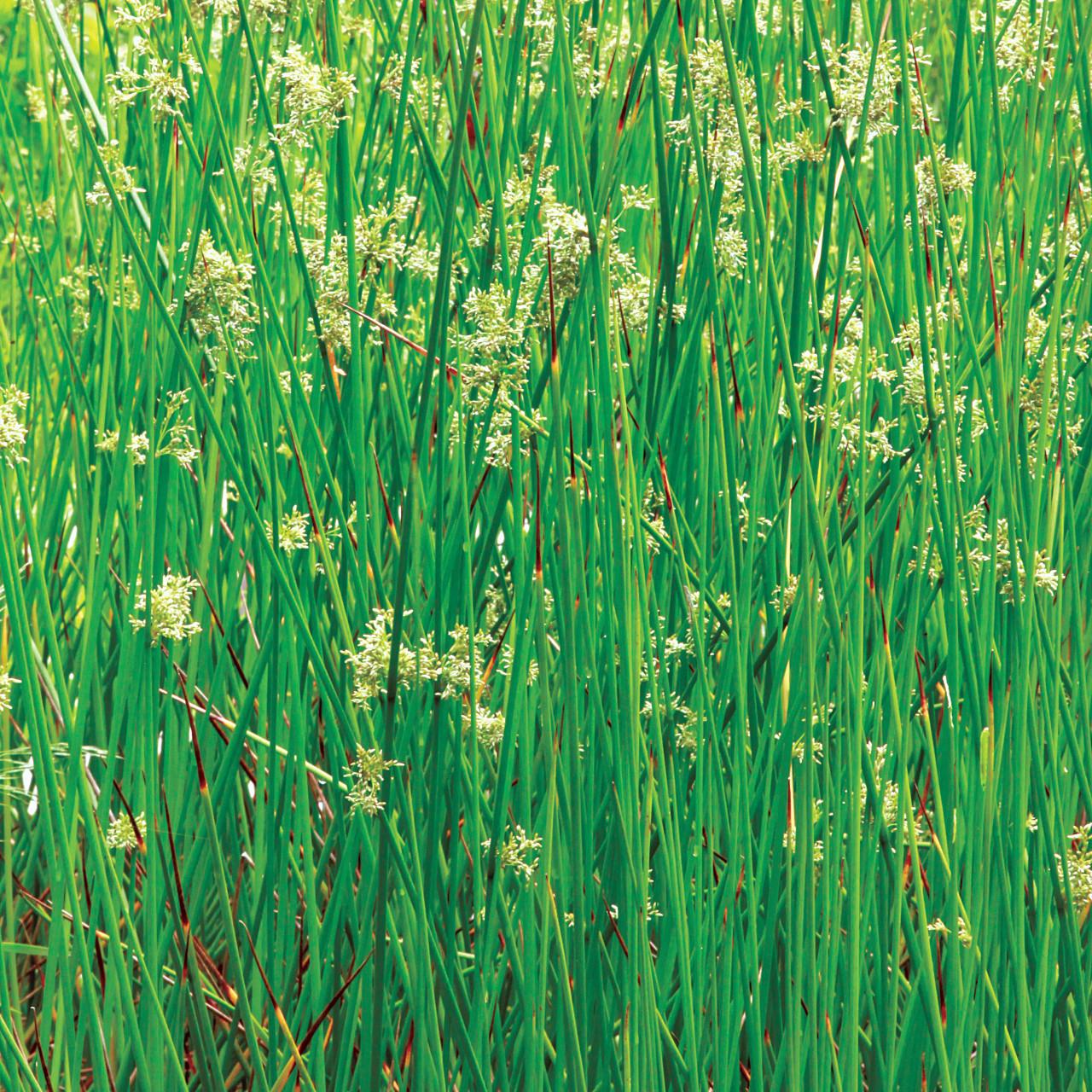 Grass, Juncus Effusus - View 7 from www redcrocus com