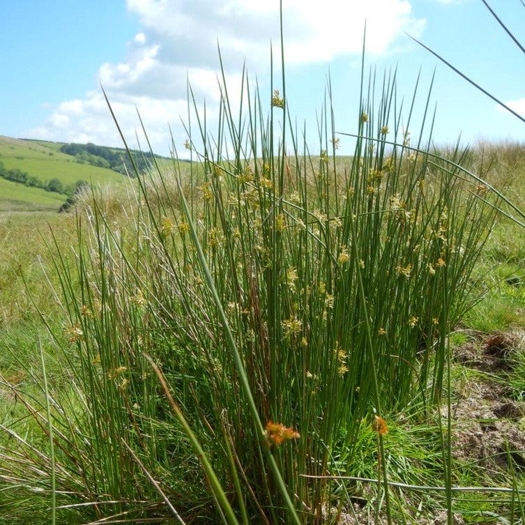 Grass, Juncus Effusus - View 8 from www redcrocus com