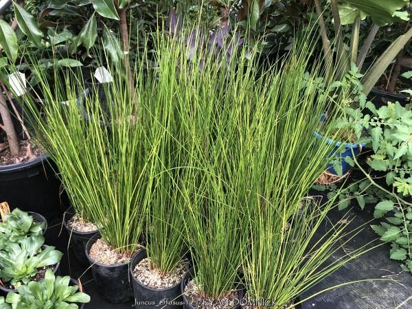 Grass, Juncus Effusus - View 9 from www redcrocus com
