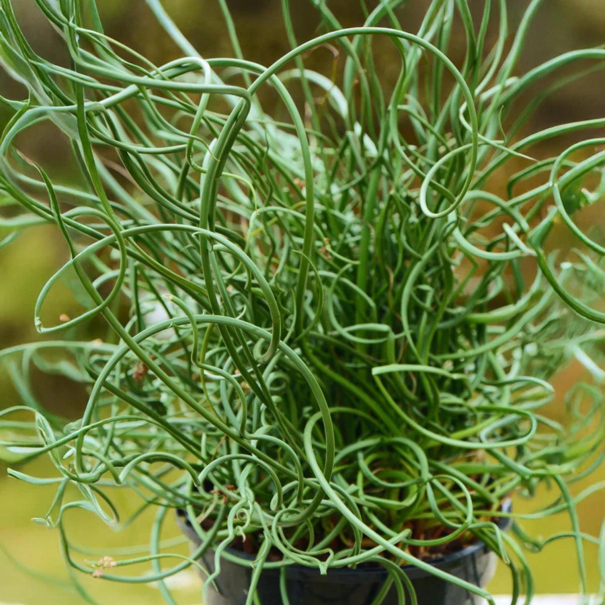 Grass, Juncus Effusus 'twister' - View 10 from www redcrocus com