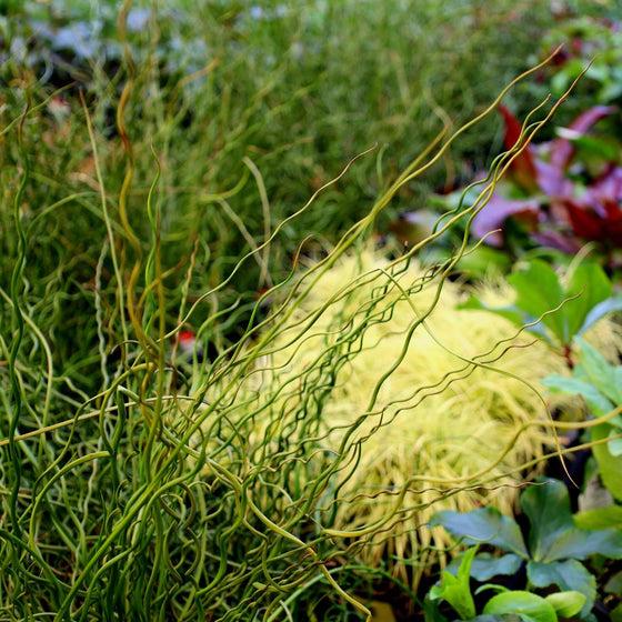 Grass, Juncus Effusus 'twister' - View 11 from www redcrocus com