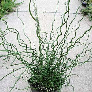 Grass, Juncus Effusus 'twister' - View 12 from www redcrocus com