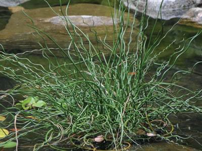 Grass, Juncus Effusus 'twister' - View 13 from www redcrocus com