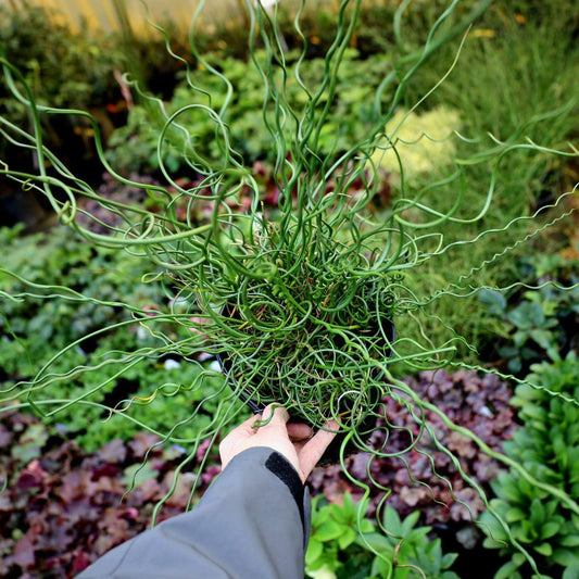 Grass, Juncus Effusus 'twister' - View 14 from www redcrocus com