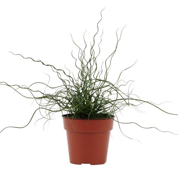 Grass, Juncus Effusus 'twister' - View 15 from www redcrocus com