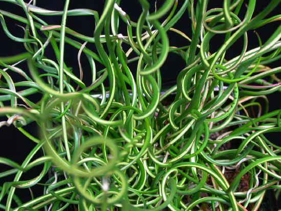 Grass, Juncus Effusus 'twister' - View 16 from www redcrocus com