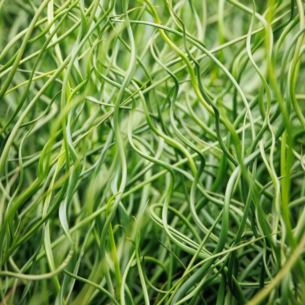 Grass, Juncus Effusus 'twister' - View 20 from www redcrocus com