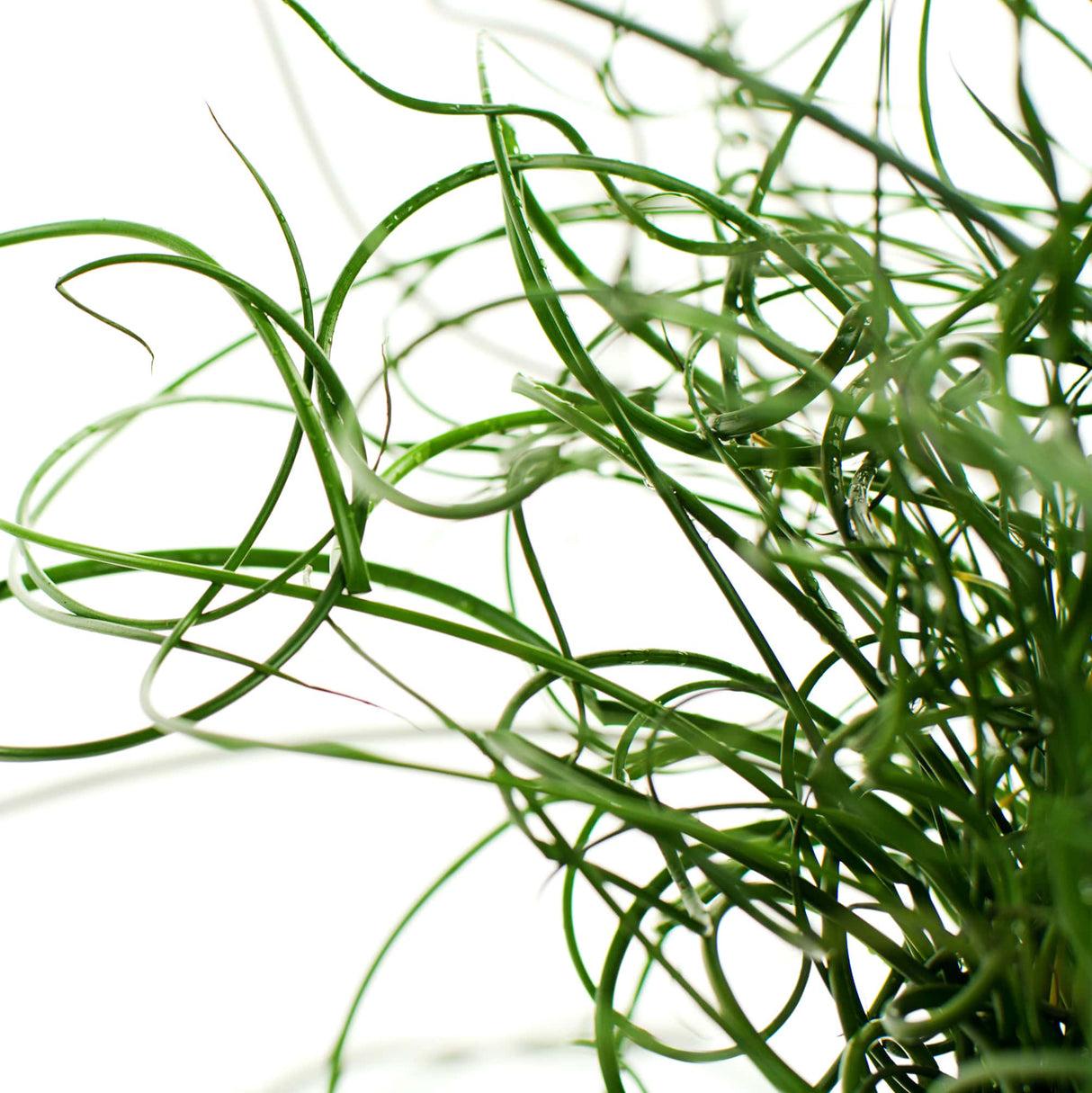 Grass, Juncus Effusus 'twister' - View 24 from www redcrocus com