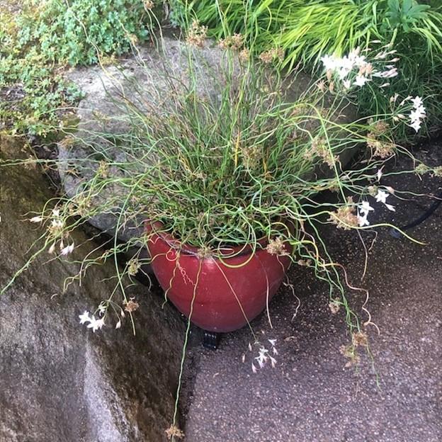 Grass, Juncus Effusus 'twister' - View 25 from www redcrocus com