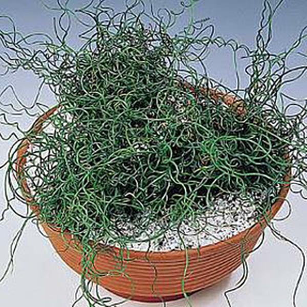 Grass, Juncus Effusus 'twister' - View 27 from www redcrocus com