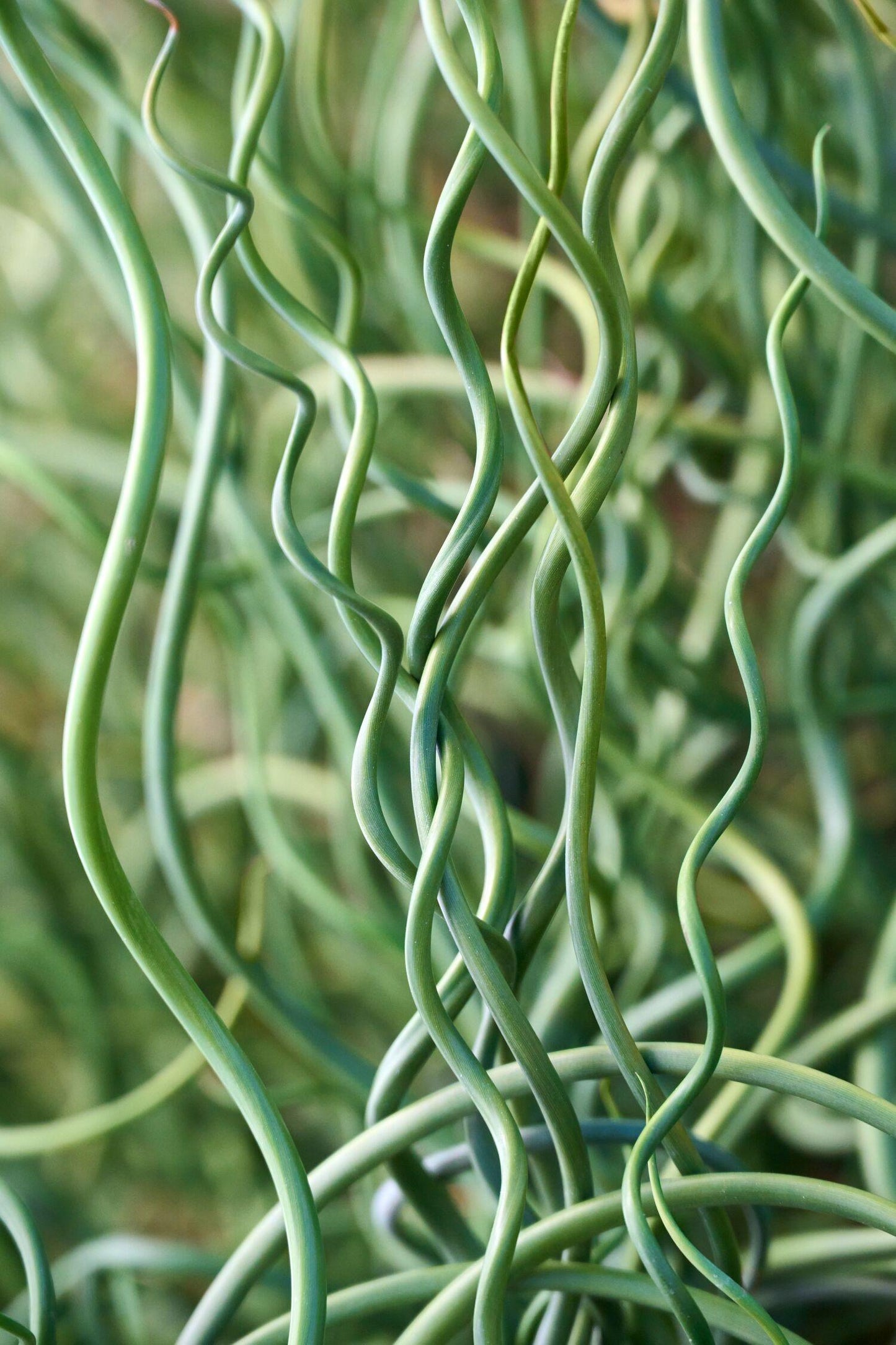 Grass, Juncus Effusus 'twister' - View 29 from www redcrocus com