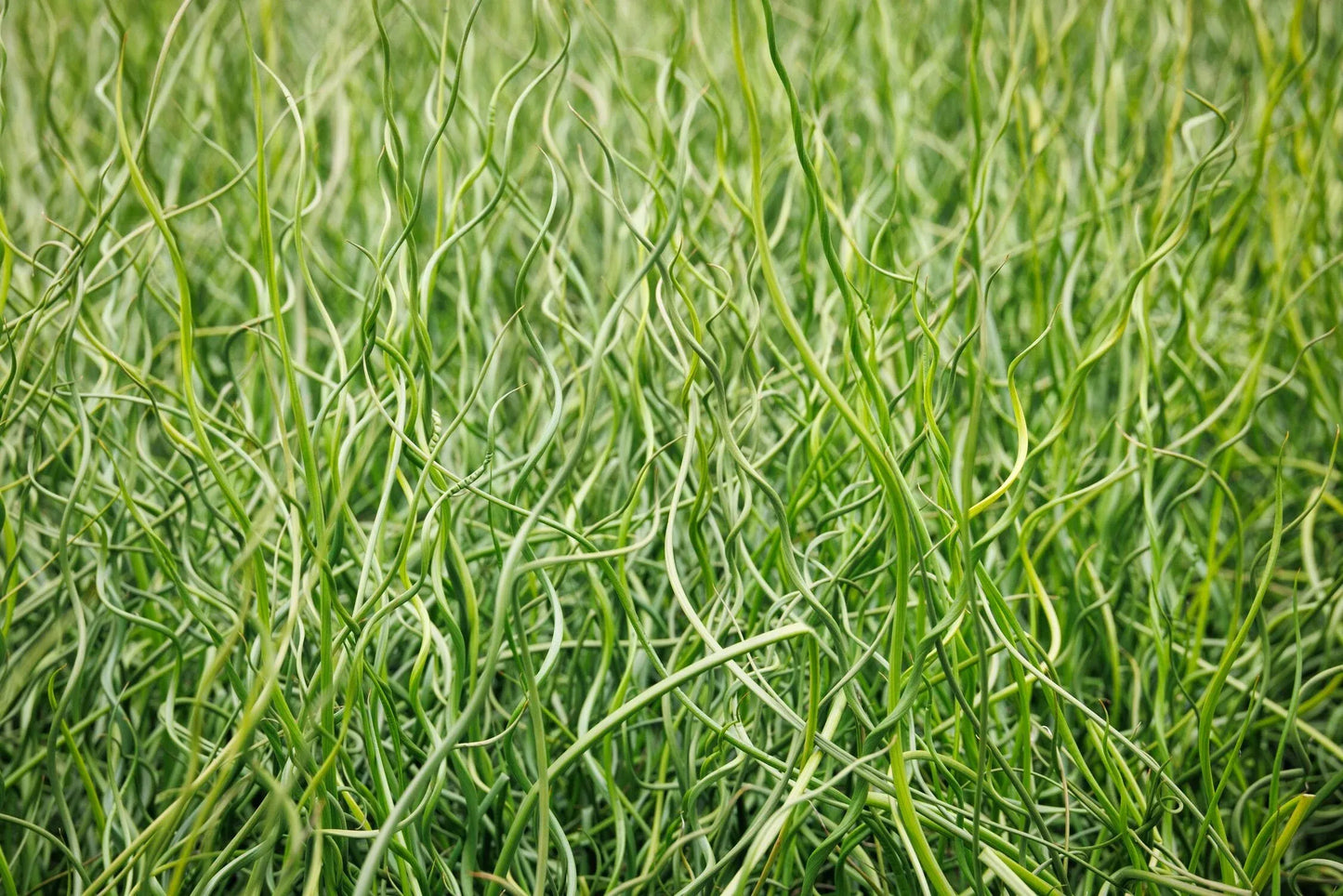 Grass, Juncus Effusus 'twister' - View 2 from www redcrocus com