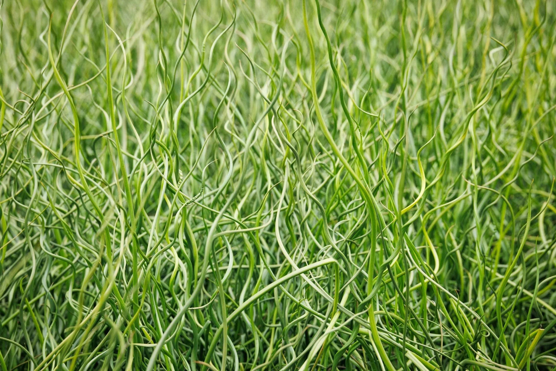 Grass, Juncus Effusus 'twister' - View 2 from www redcrocus com