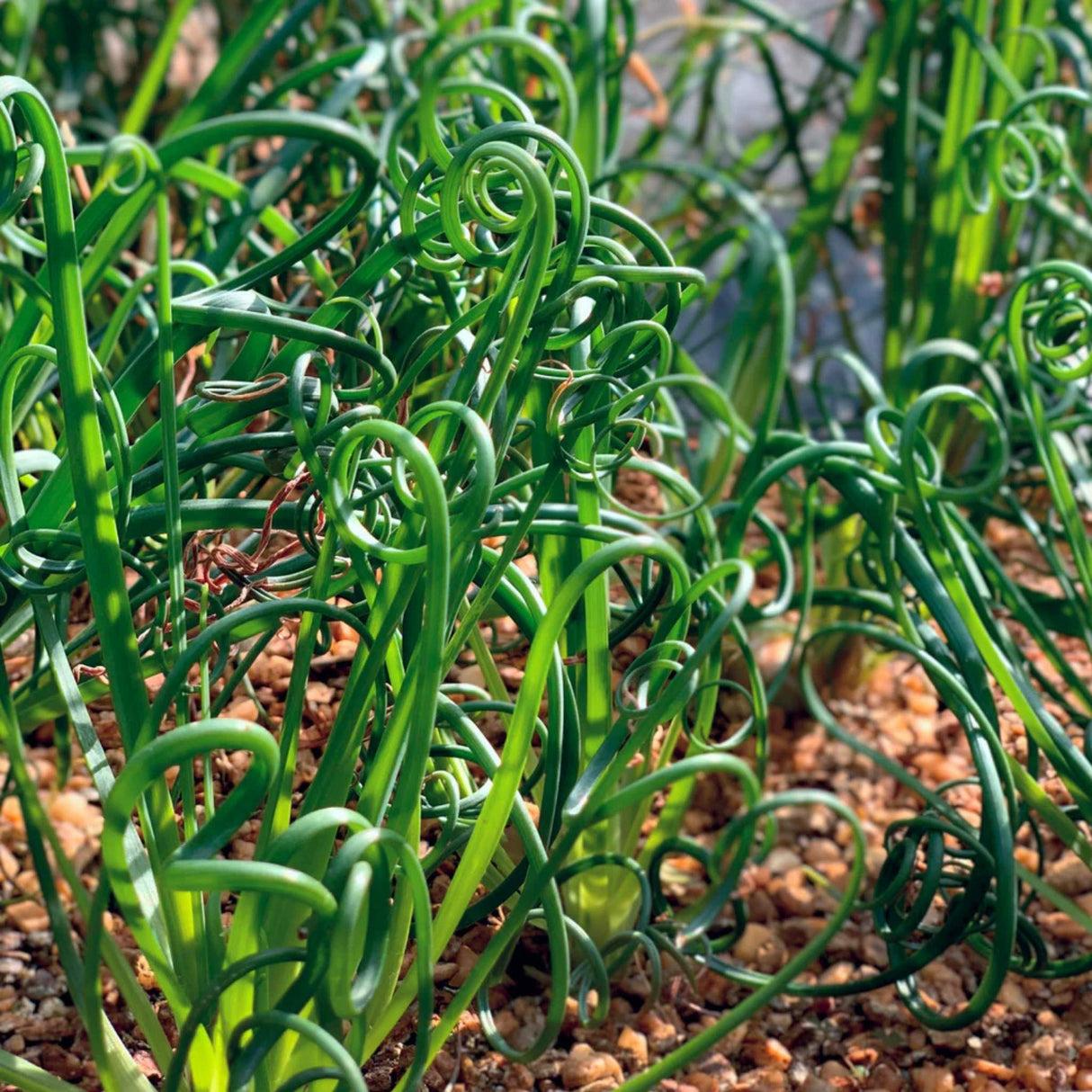 Grass, Juncus Effusus 'twister' - View 32 from www redcrocus com