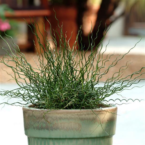 Grass, Juncus Effusus 'twister' - View 3 from www redcrocus com