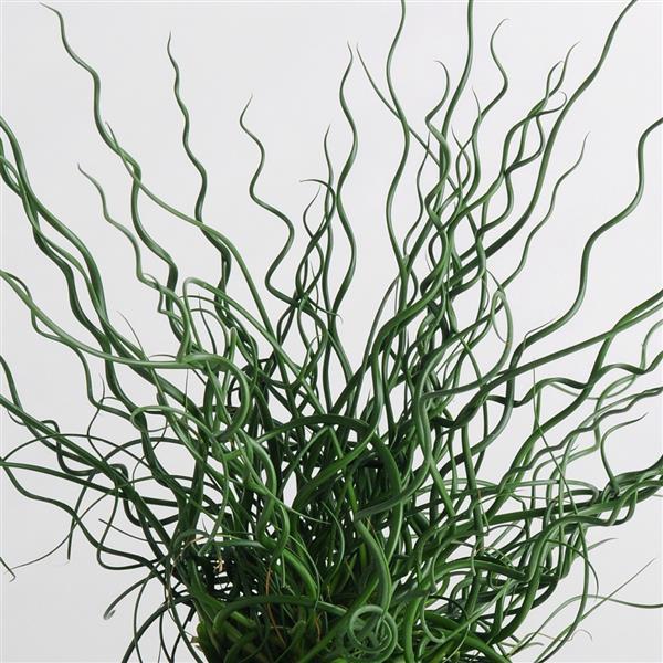 Grass, Juncus Effusus 'twister' - View 4 from www redcrocus com