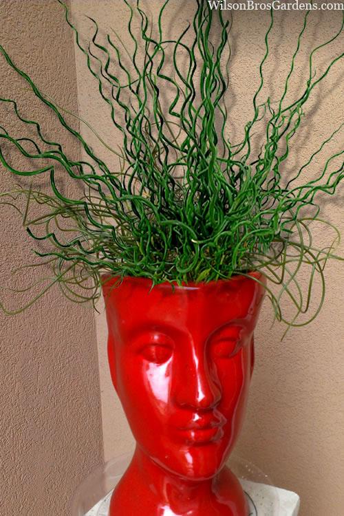 Grass, Juncus Effusus 'twister' - View 6 from www redcrocus com