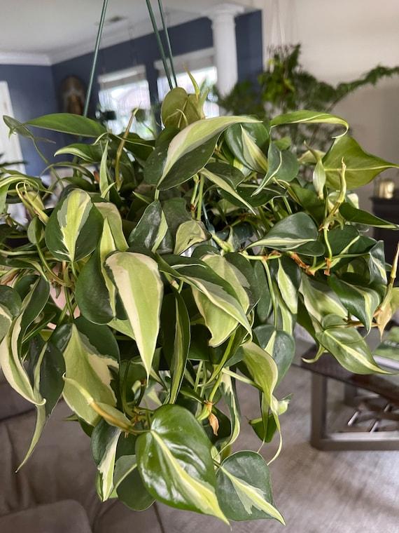 Philodendron 'silver Stripe' - View 15 from www redcrocus com