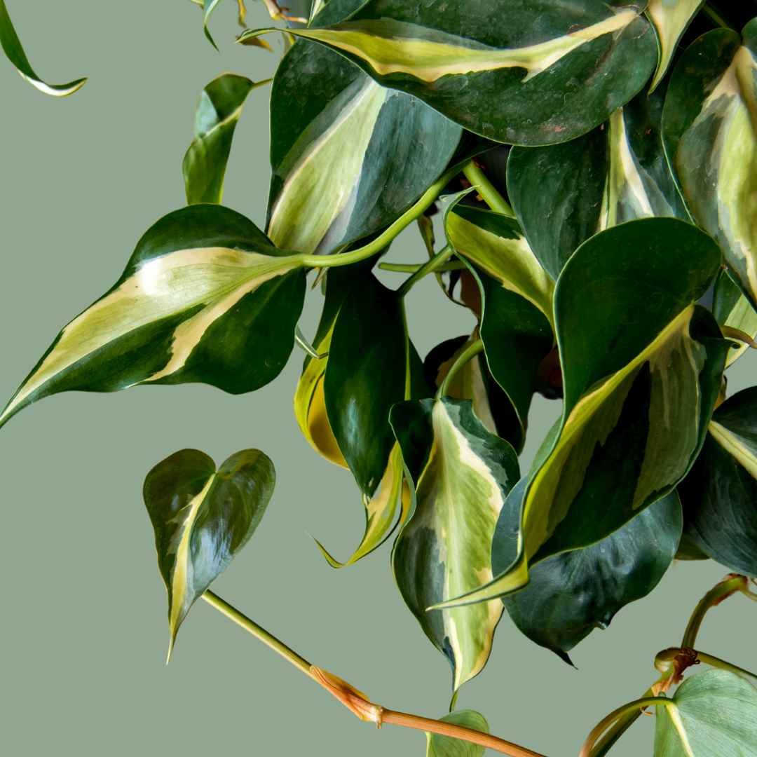 Philodendron 'silver Stripe' - View 20 from www redcrocus com