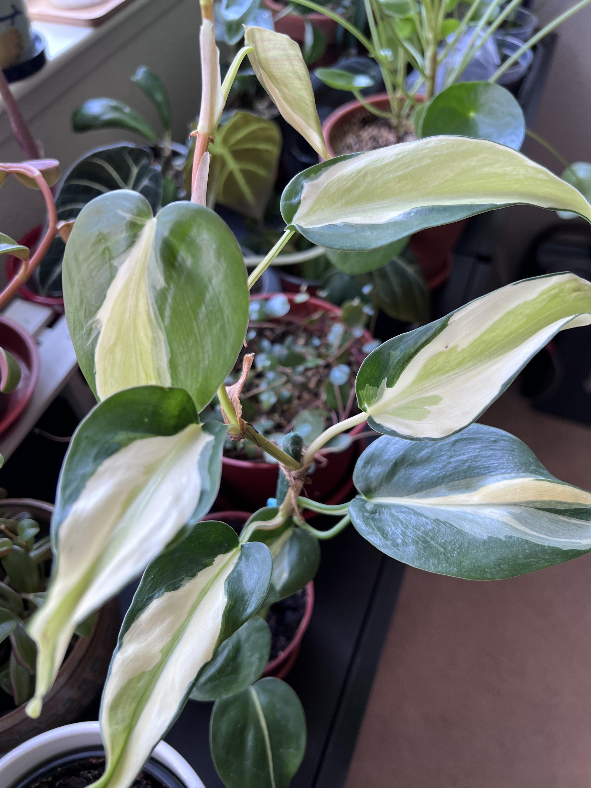 Philodendron 'silver Stripe' - View 23 from www redcrocus com