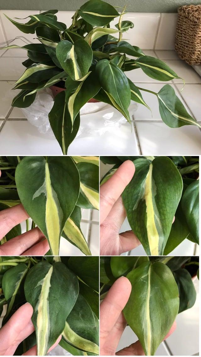 Philodendron 'silver Stripe' - View 28 from www redcrocus com