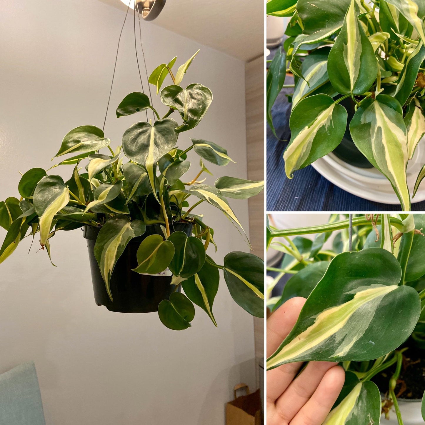 Philodendron 'silver Stripe' - View 30 from www redcrocus com