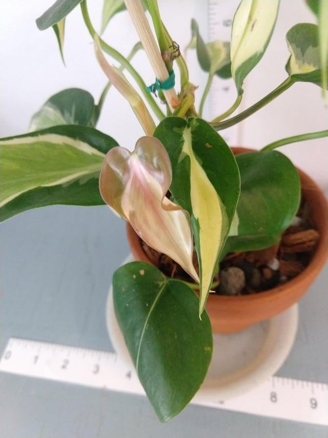 Philodendron 'silver Stripe' - View 34 from www redcrocus com