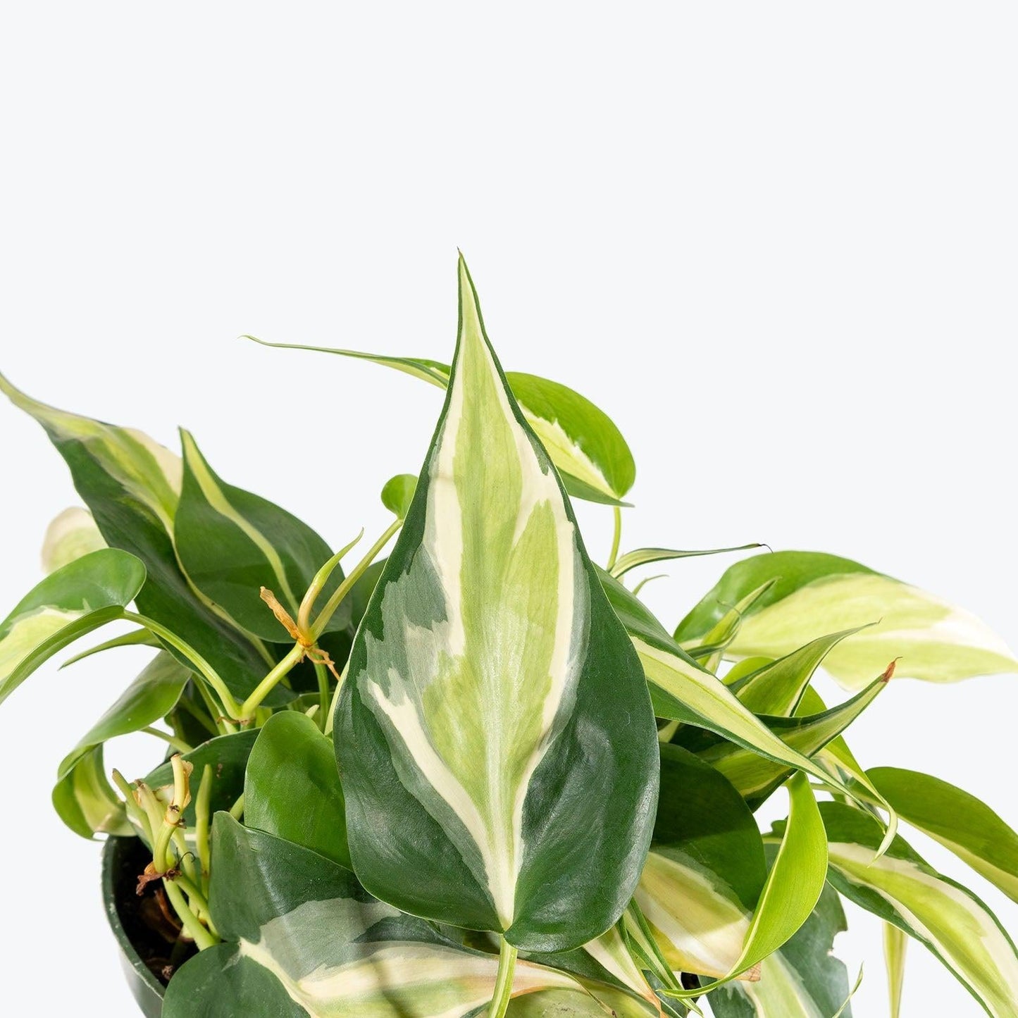 Philodendron 'silver Stripe' - View 3 from www redcrocus com