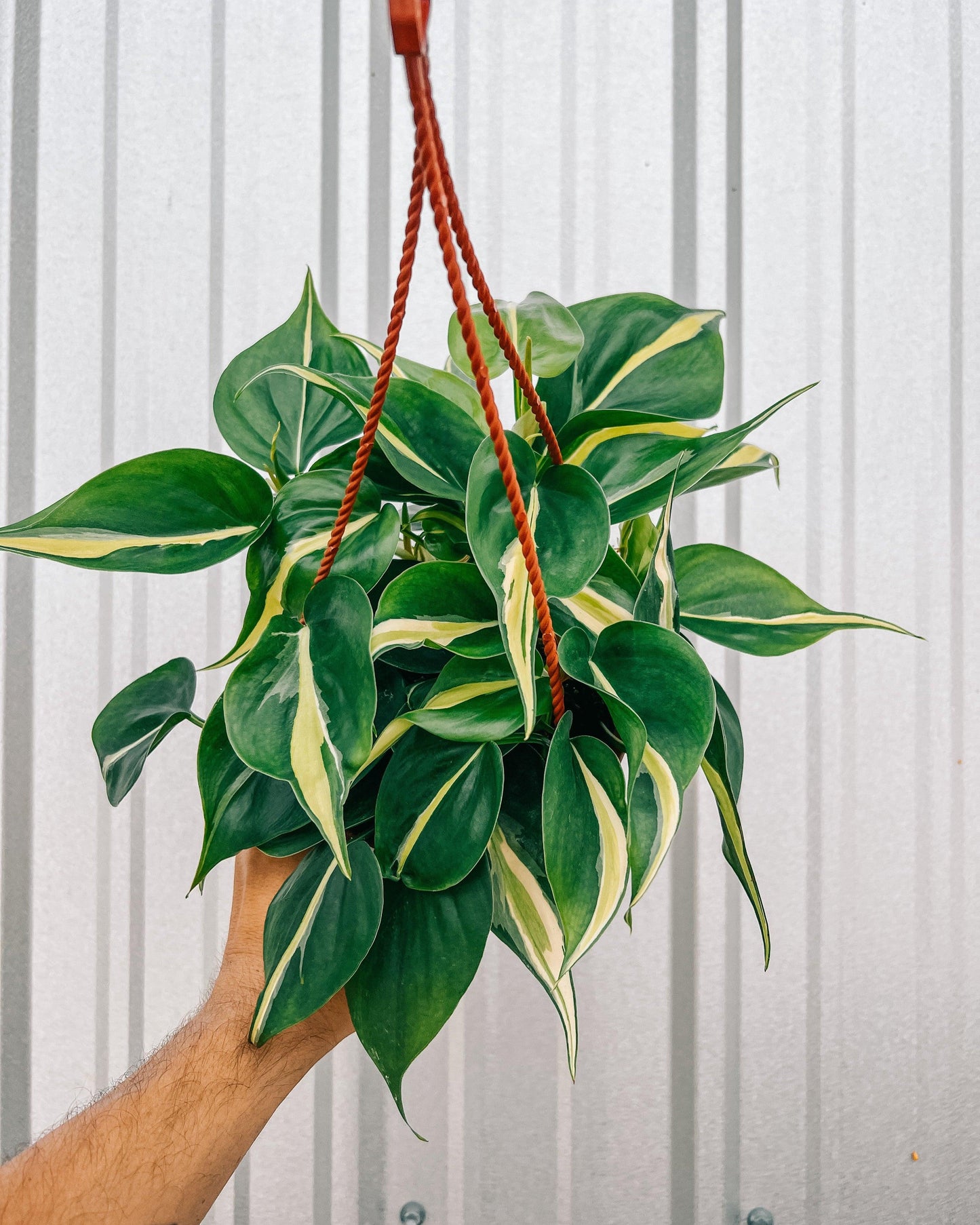 Philodendron 'silver Stripe' - View 7 from www redcrocus com