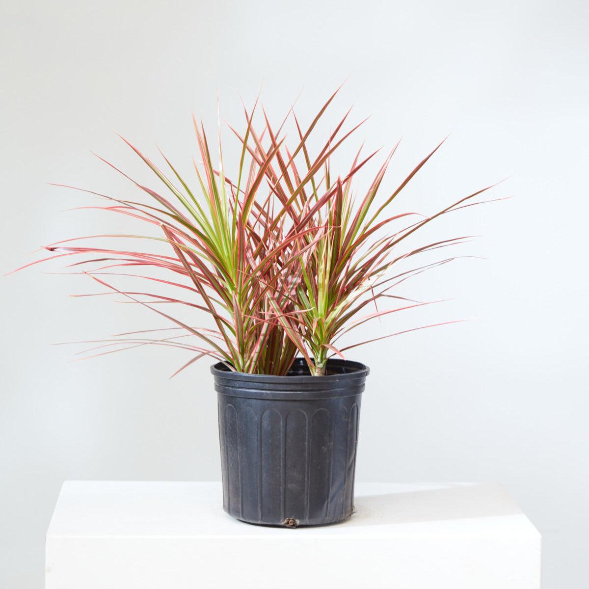 Dracaena Marginata 'colorama' Bush - View 11 from www redcrocus com