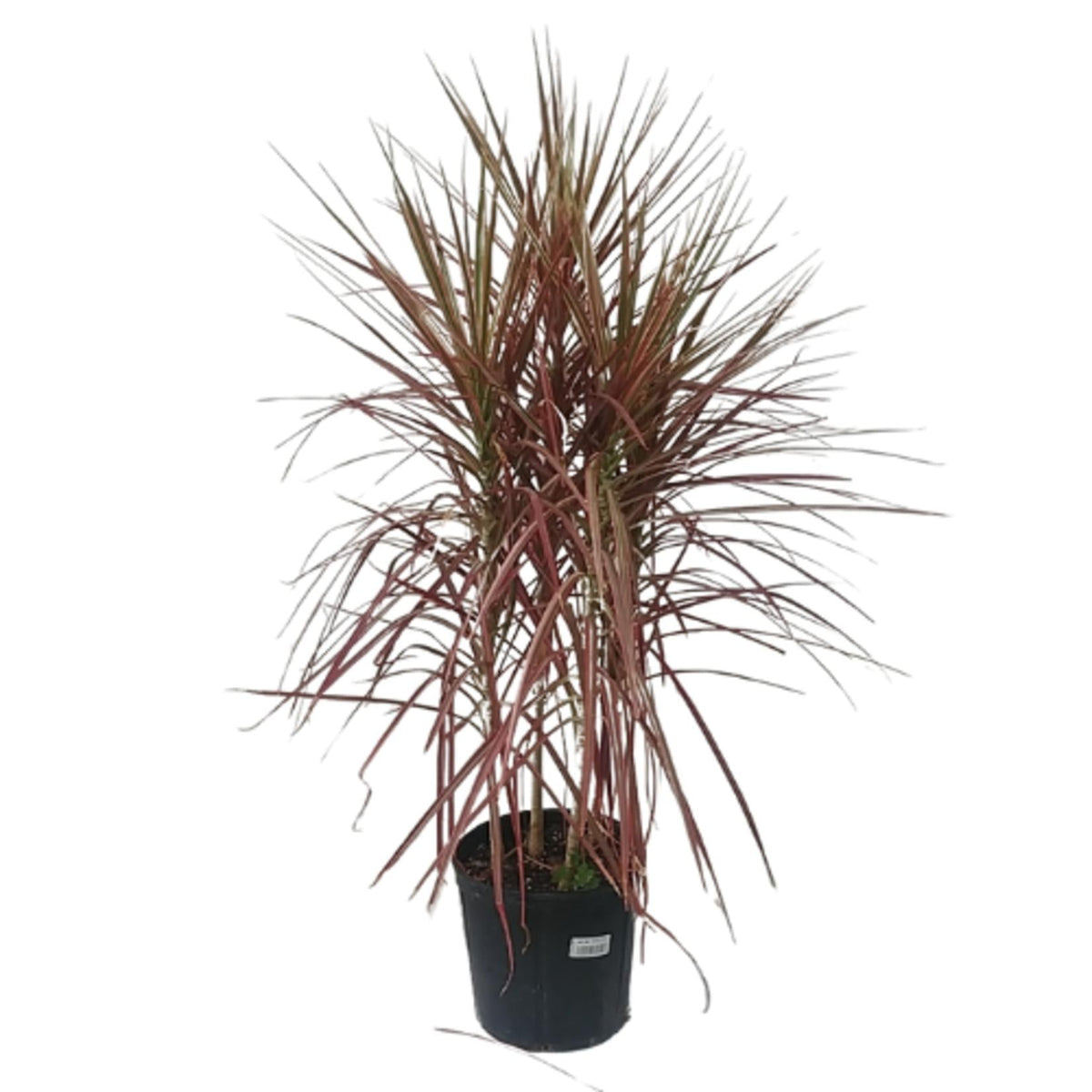 Dracaena Marginata 'colorama' Bush - View 23 from www redcrocus com