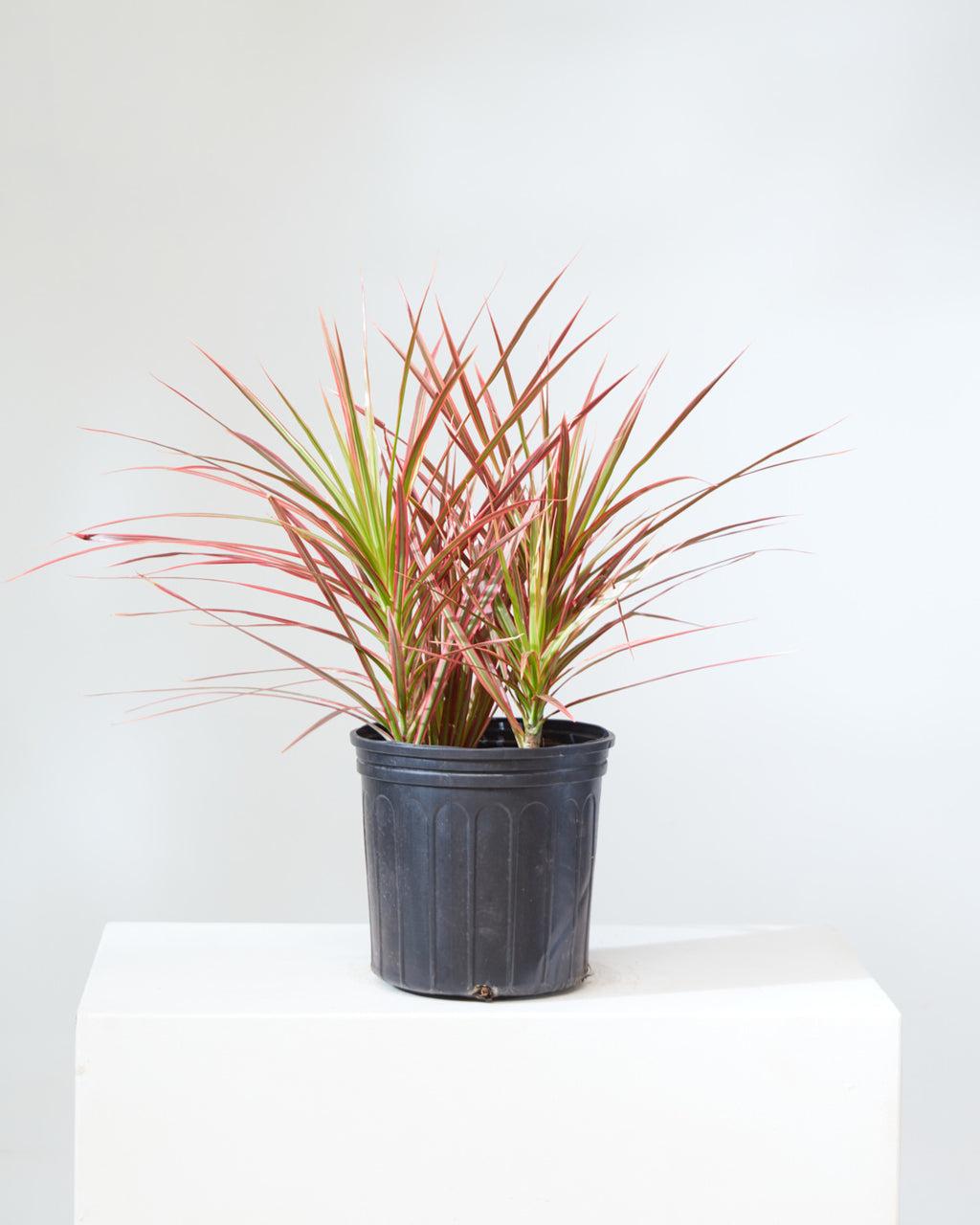 Dracaena Marginata 'colorama' Bush - View 27 from www redcrocus com
