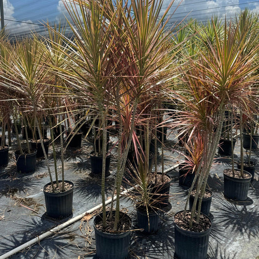 Dracaena Marginata 'colorama' Bush - View 7 from www redcrocus com