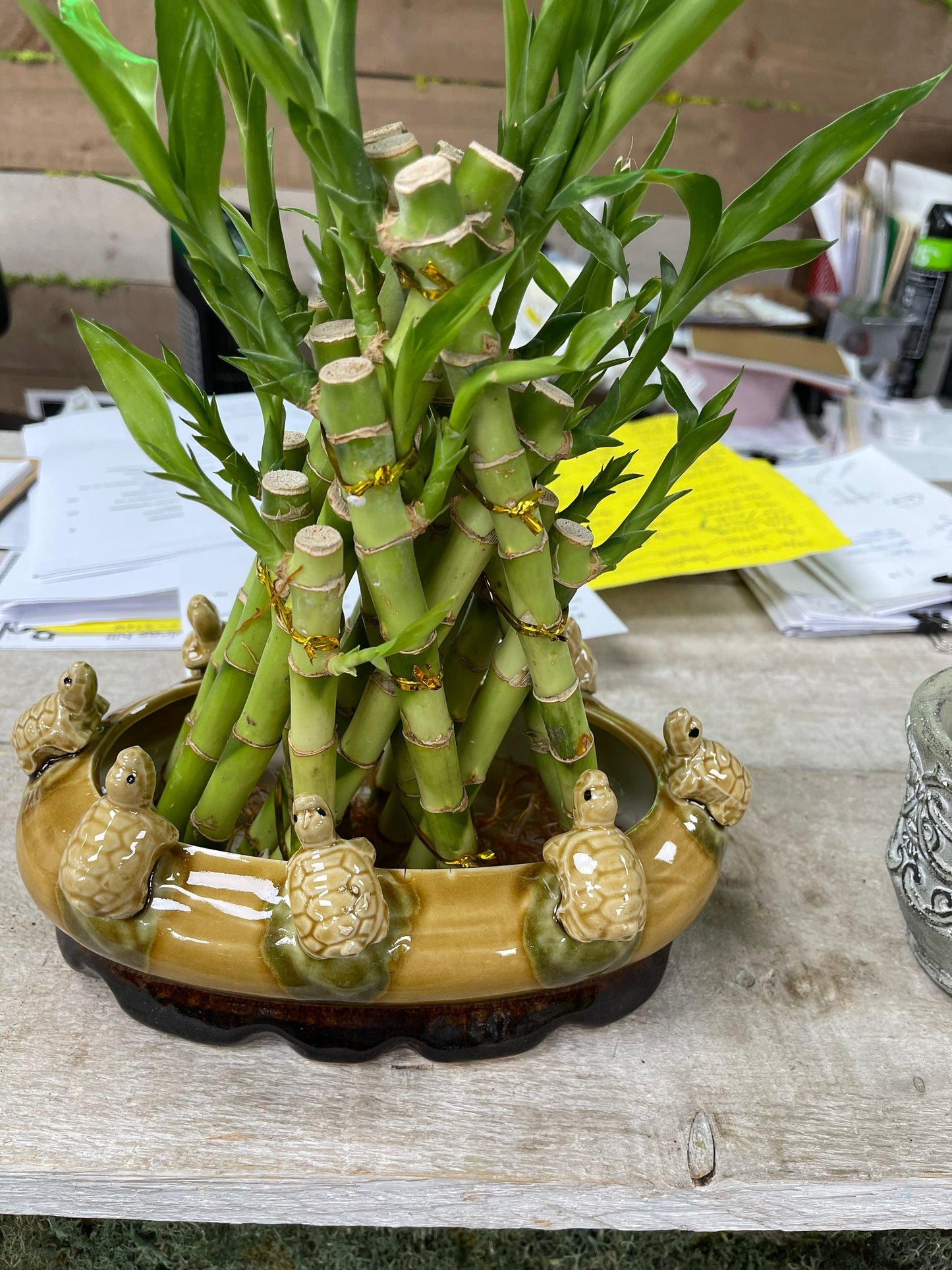 Lucky Bamboo, Assorted - View 10 from www redcrocus com