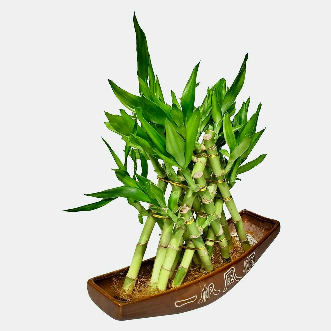 Lucky Bamboo, Assorted - View 11 from www redcrocus com