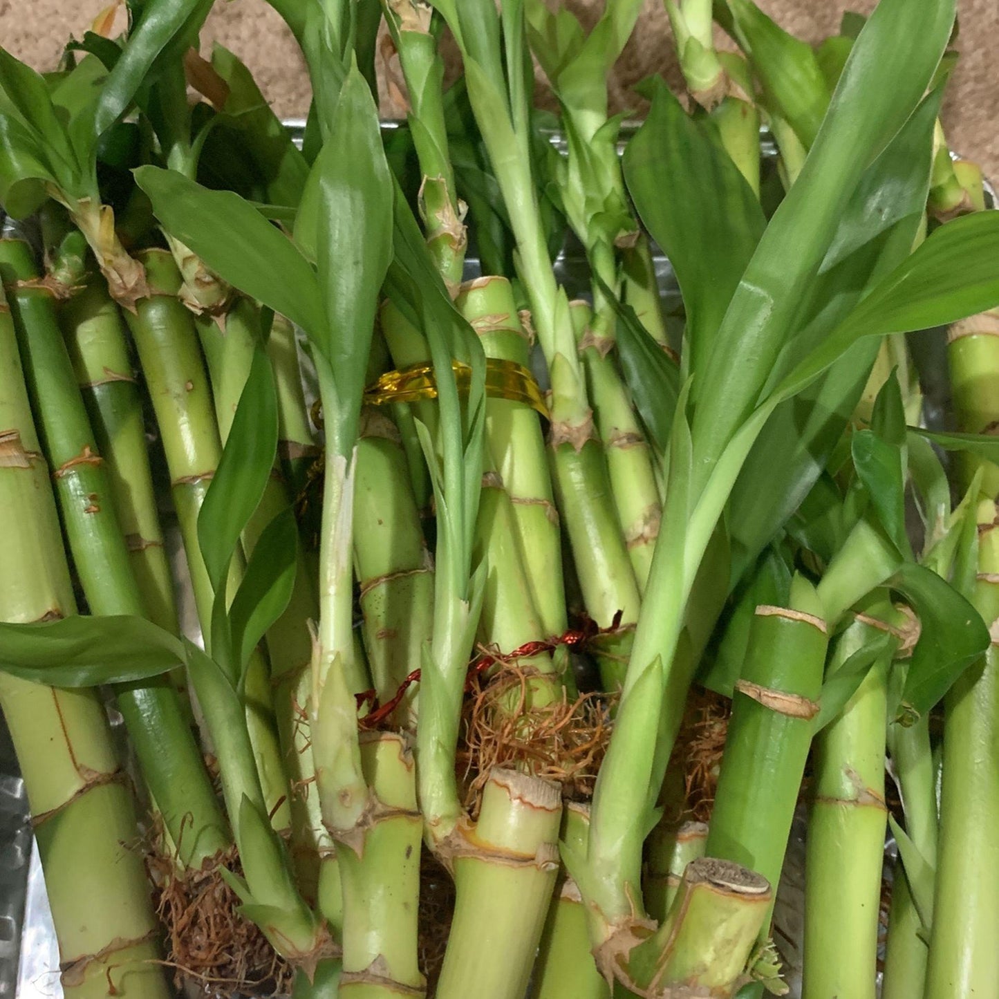 Lucky Bamboo, Assorted - View 13 from www redcrocus com