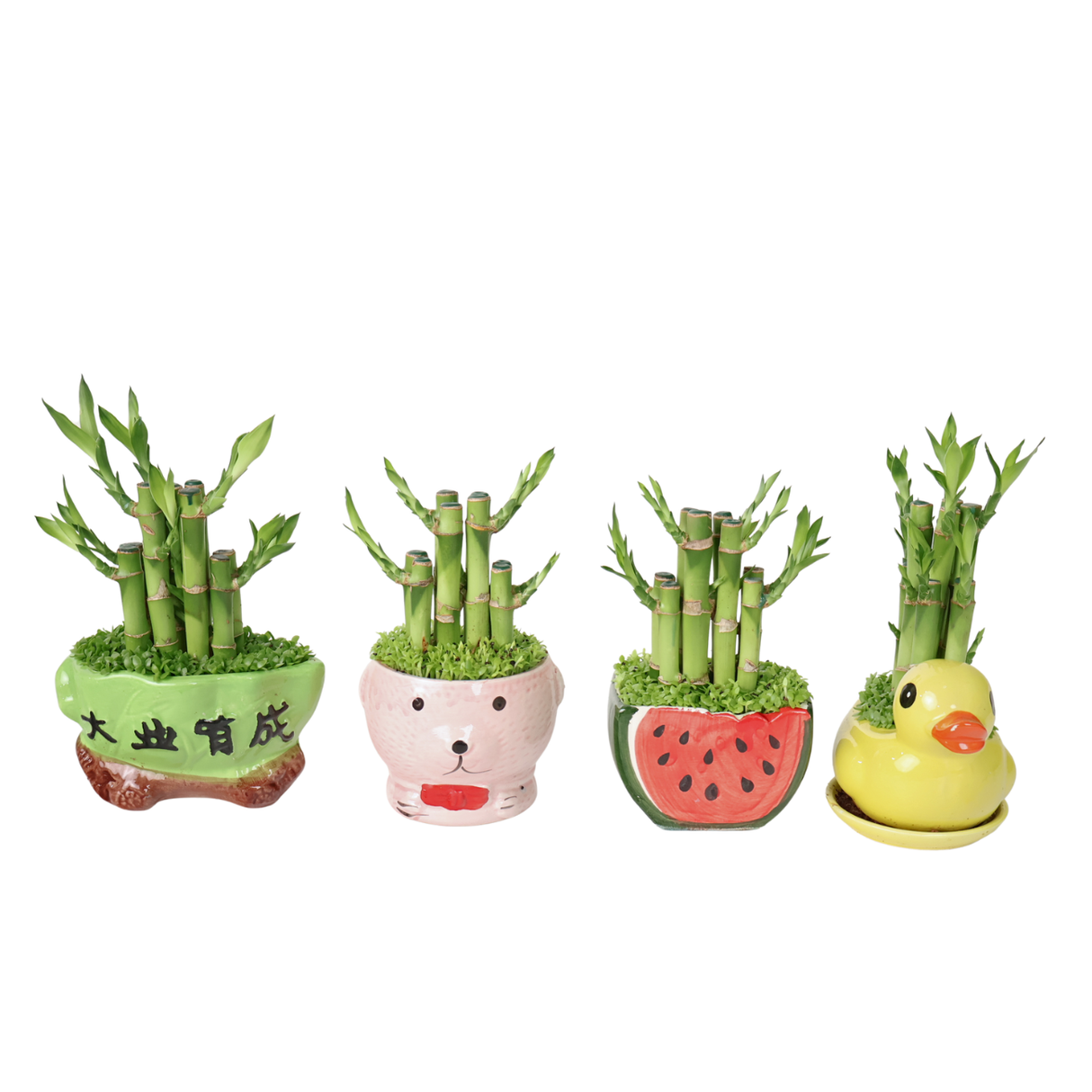 Lucky Bamboo, Assorted - View 15 from www redcrocus com