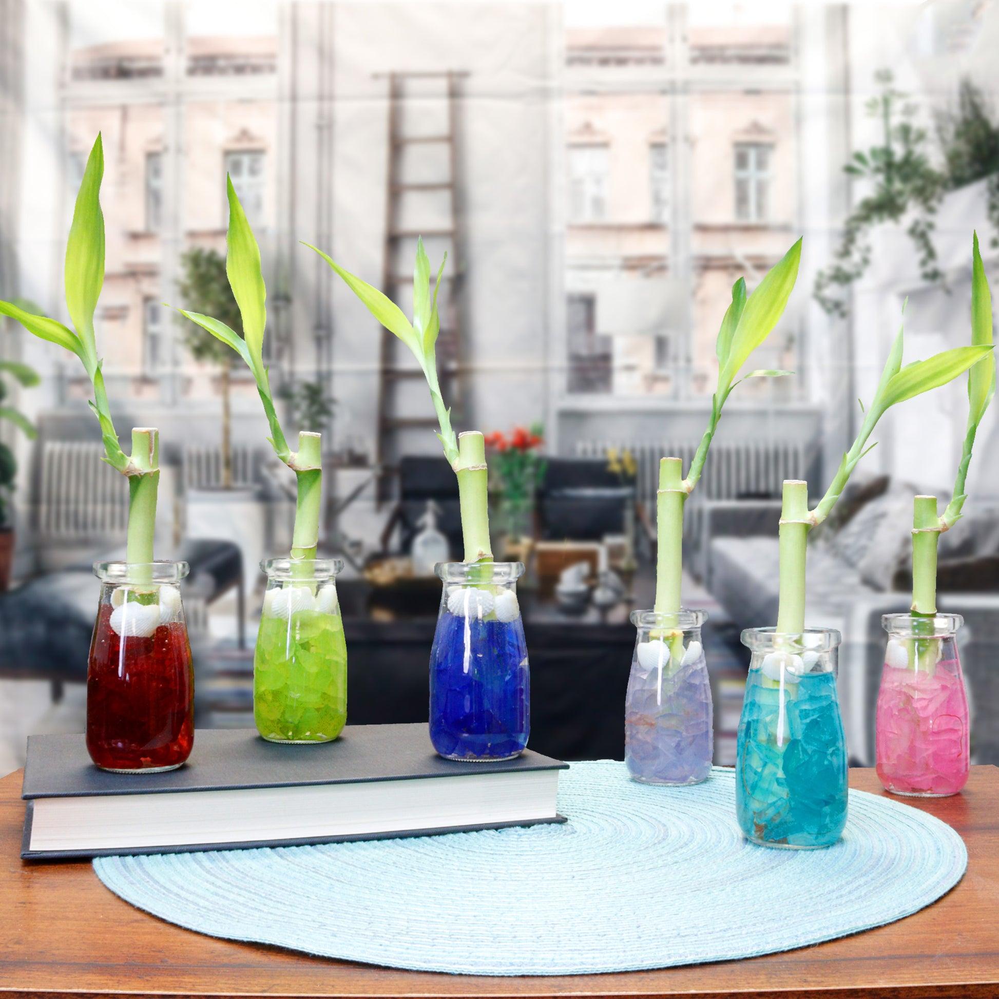 Lucky Bamboo, Assorted - View 16 from www redcrocus com