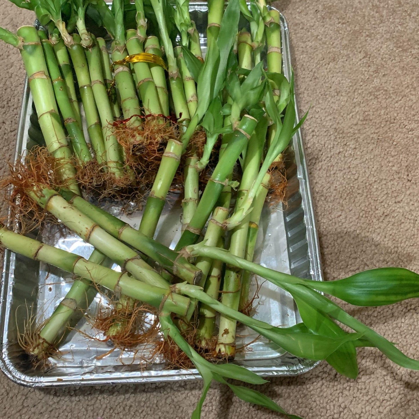 Lucky Bamboo, Assorted - View 18 from www redcrocus com