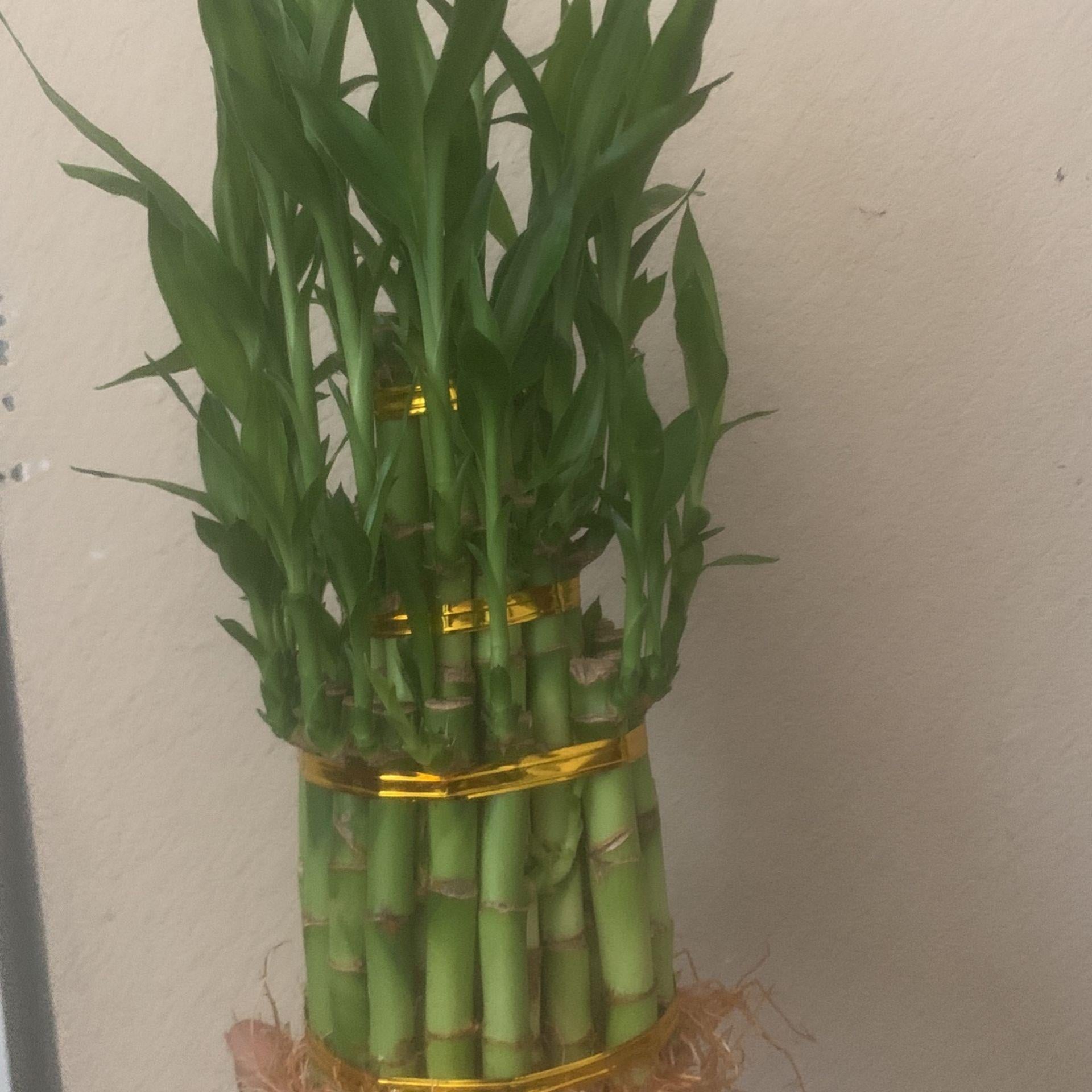 Lucky Bamboo, Assorted - View 19 from www redcrocus com