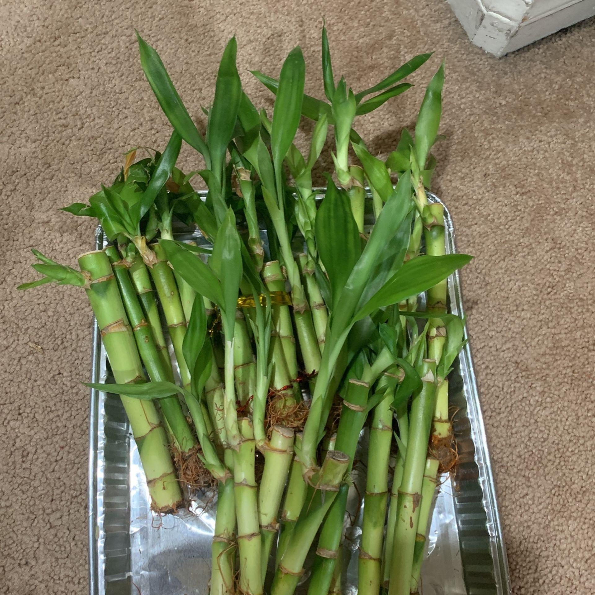 Lucky Bamboo, Assorted - View 1 from www redcrocus com