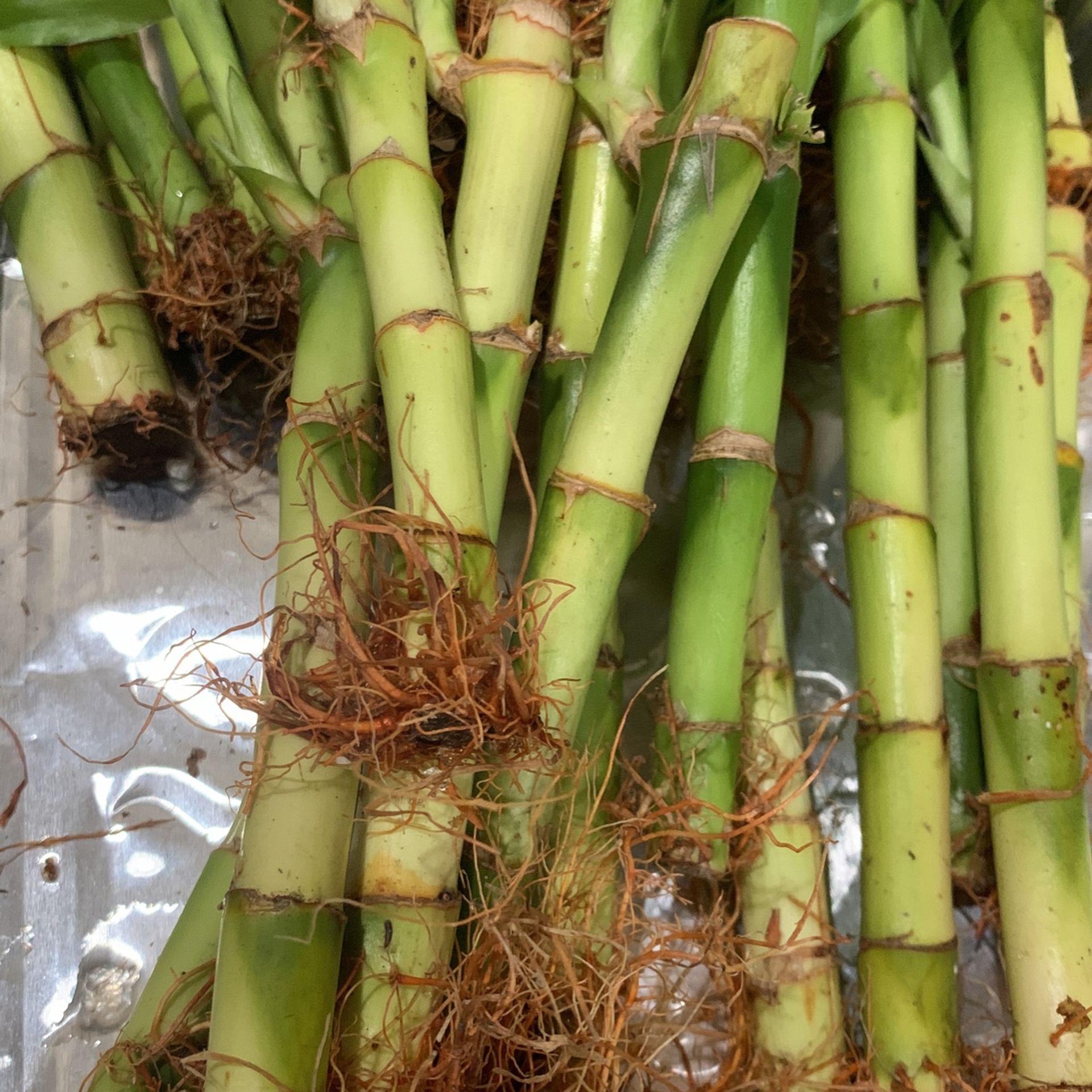 Lucky Bamboo, Assorted - View 20 from www redcrocus com