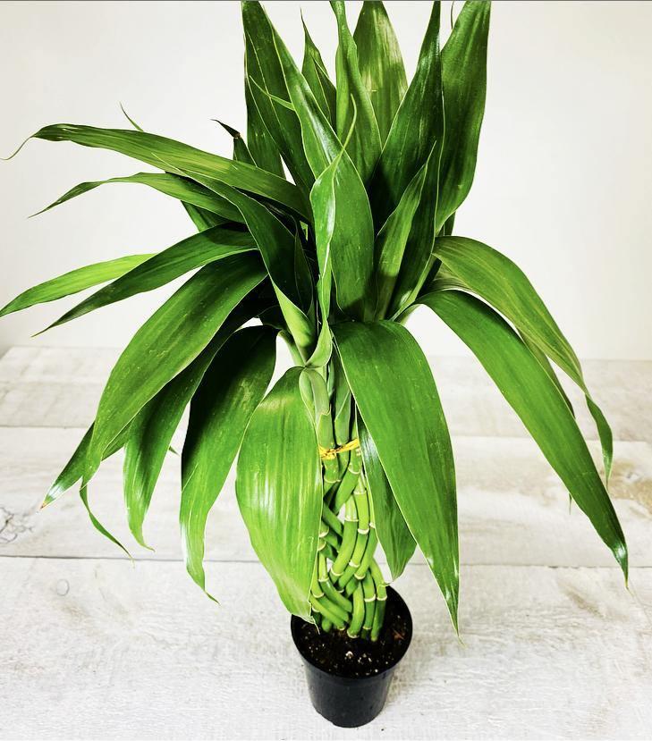 Lucky Bamboo, Assorted - View 24 from www redcrocus com