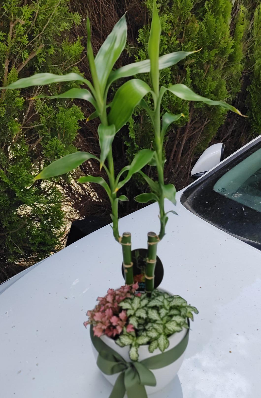 Lucky Bamboo, Assorted - View 26 from www redcrocus com