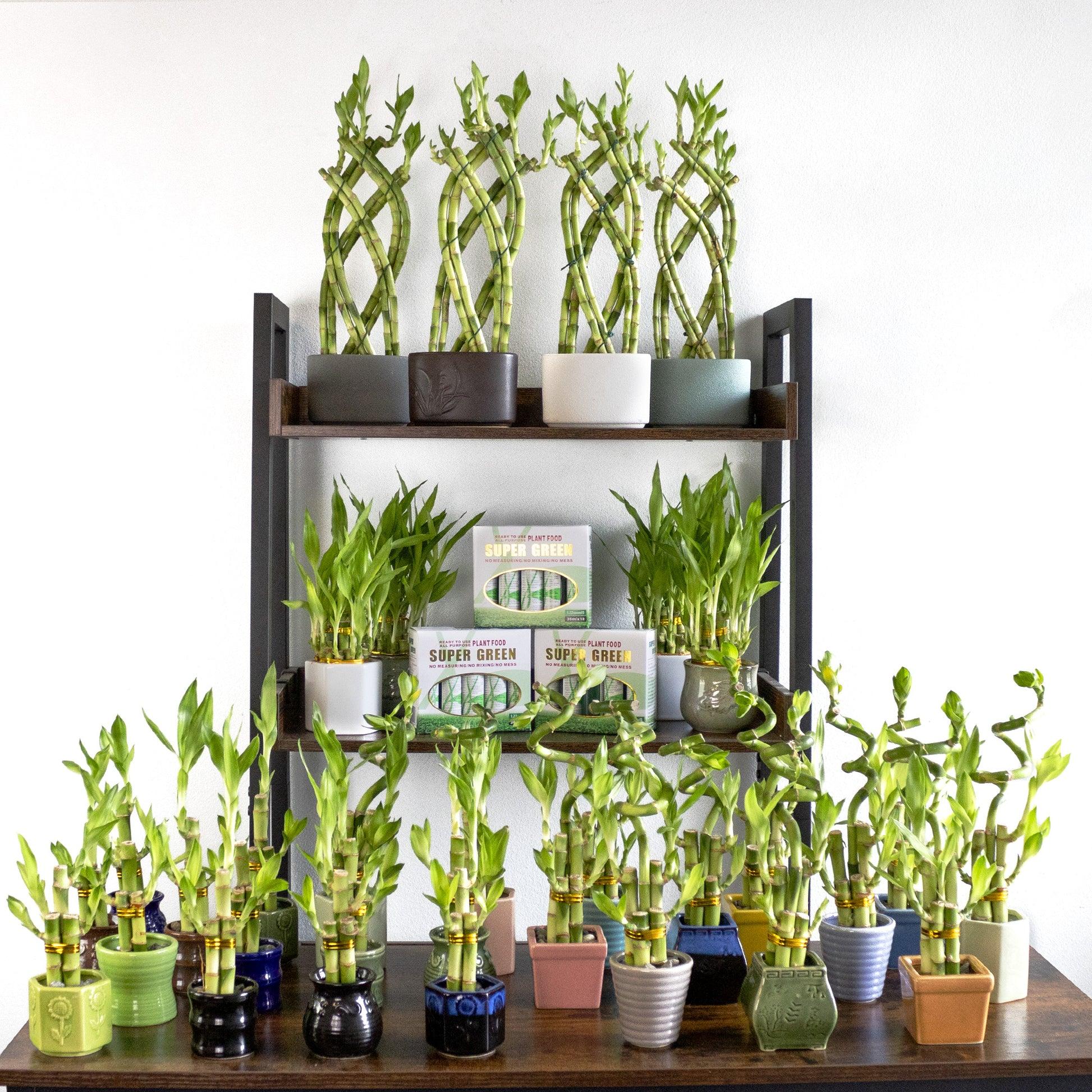 Lucky Bamboo, Assorted - View 2 from www redcrocus com