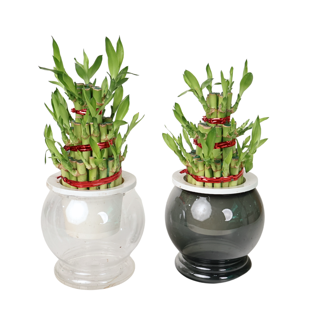 Lucky Bamboo, Assorted - View 3 from www redcrocus com