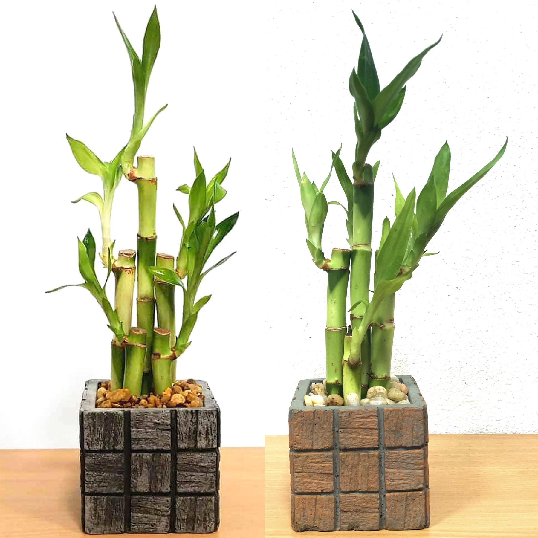 Lucky Bamboo, Assorted - View 4 from www redcrocus com